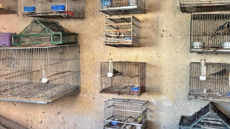Secuestraron casi 100 aves exóticas en cautiverio en casas de Córdoba: las fotos