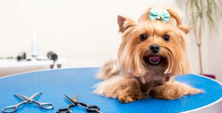 Servicio de peluquería y spa para mascotas