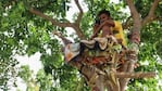 Shiva pasó su cuarentena obligatoria arriba de un árbol. 