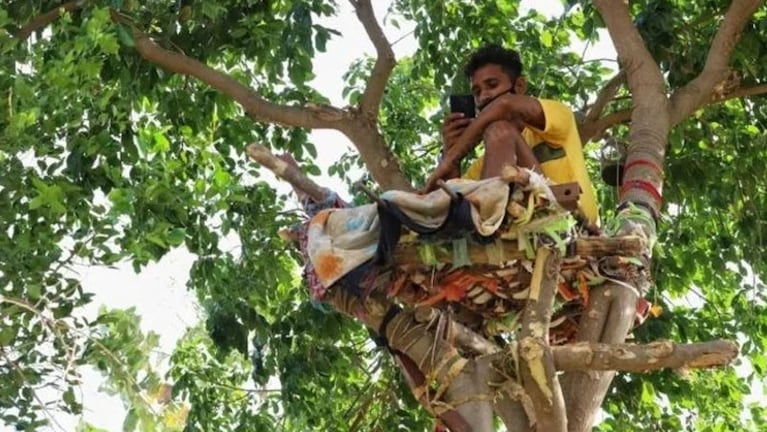 Shiva pasó su cuarentena obligatoria arriba de un árbol. 