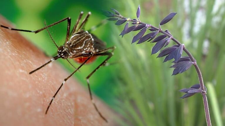 Siguen subiendo los casos de dengue en Córdoba.