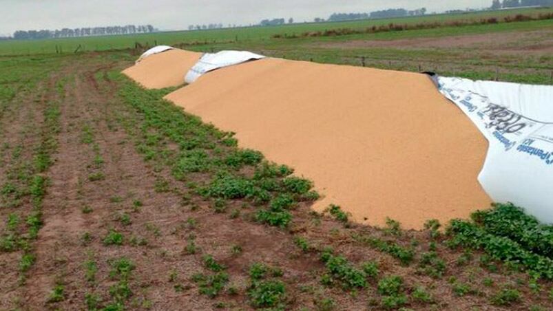 Silobolsas atacados en la zona de Leones. (Foto: Infocampo)