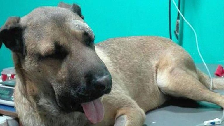 Simón, el perro que salvó a tres niños de ser mordidos por una serpiente