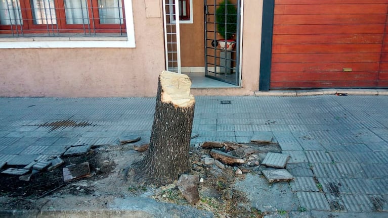 Sin árbol y con la vereda rota: el saldo del accidente. / Foto: ElDoce.tv