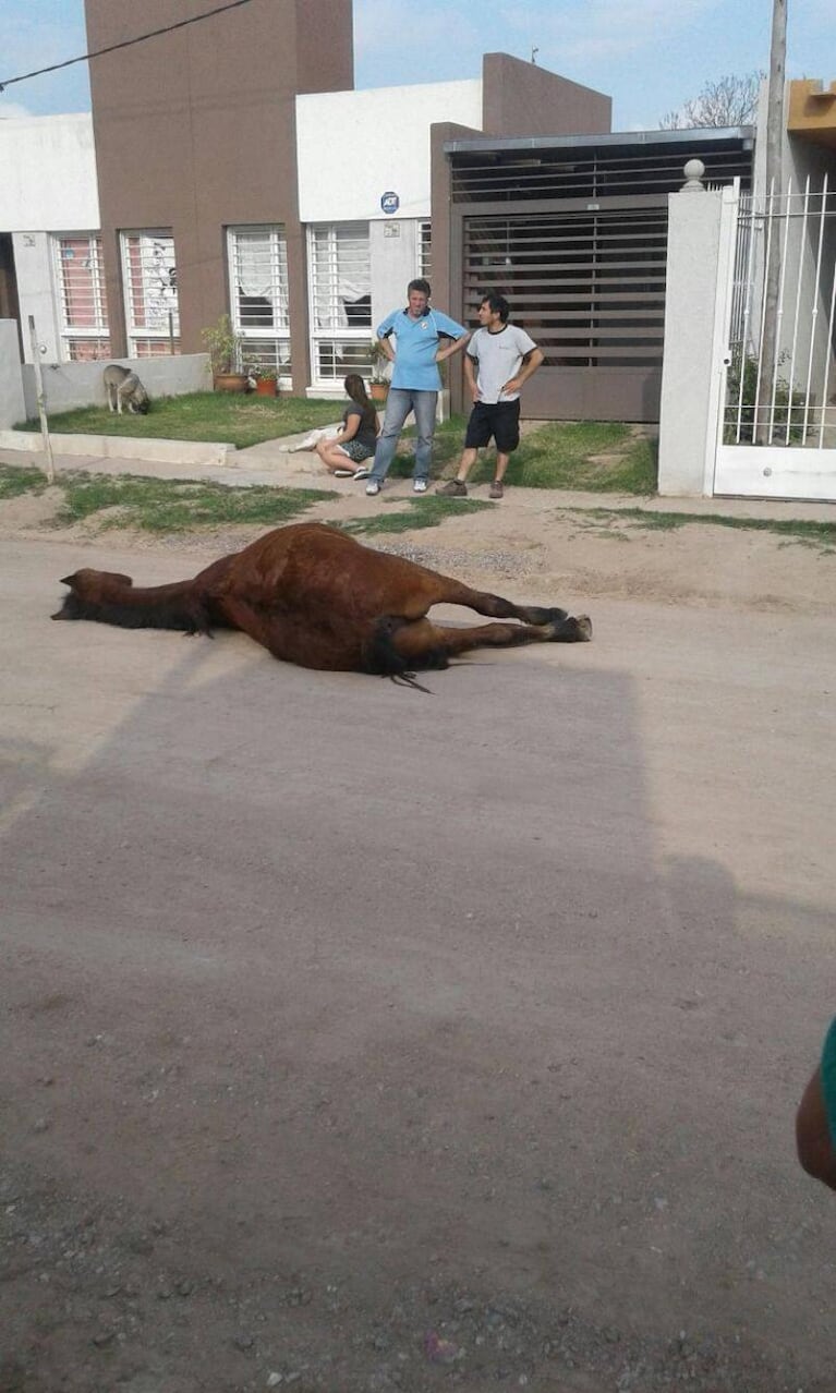 Sin corazón: un carrero dejó morir a su caballo en la calle
