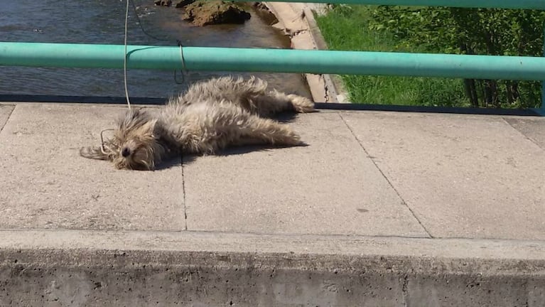 Sin palabras. El perro muerto, atado y al rayo del sol. 