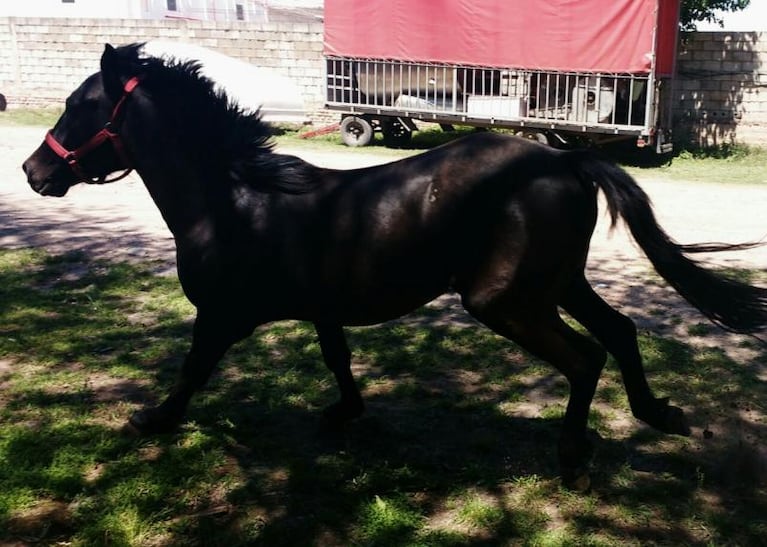 Sin piedad: le robaron el caballo con el que hace equinoterapia