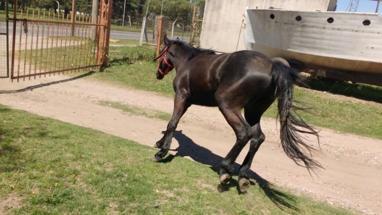 Sin piedad: le robaron el caballo con el que hace equinoterapia
