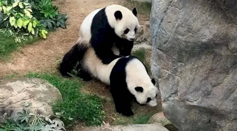 Sin visitantes por el coronavirus, dos pandas tuvieron sexo después de 10 años