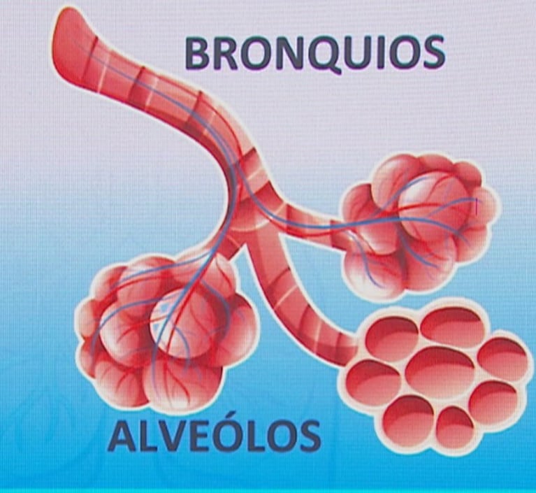 Sistema respiratorio.