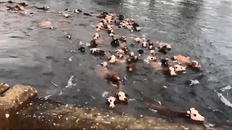 Situación desesperante en el Litoral.