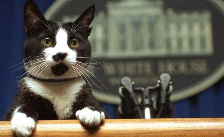 Socks, el gato que se apoderó de la Casa Blanca.