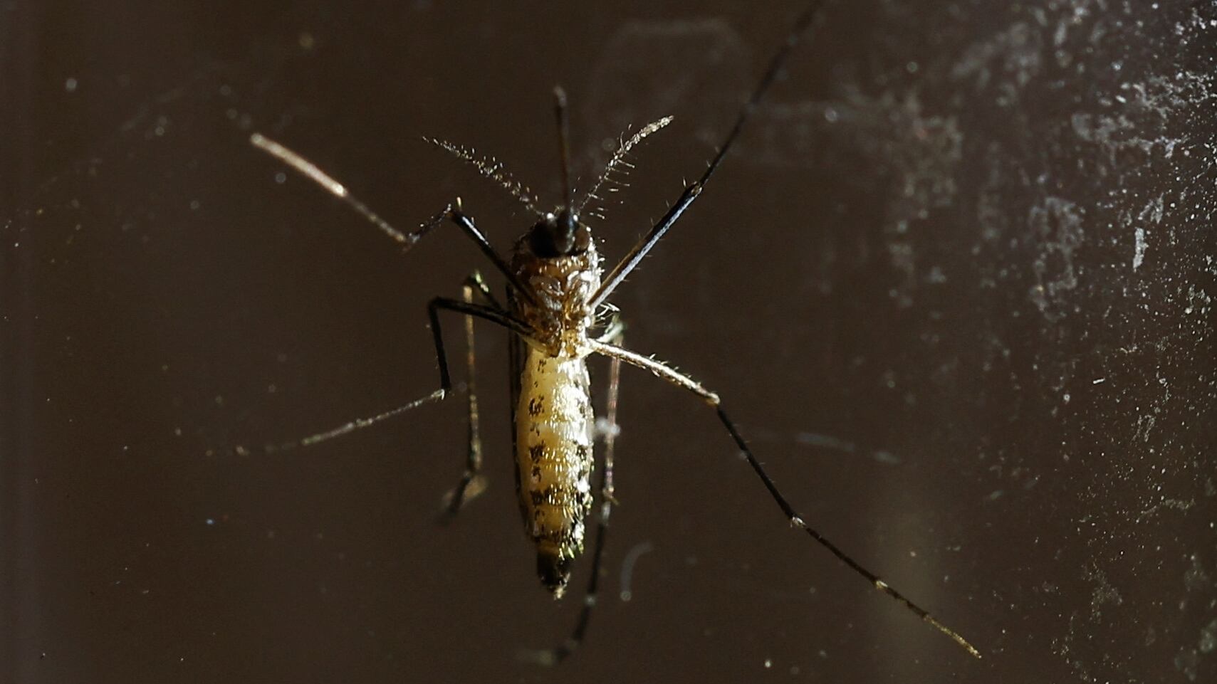 Solicitan continuar con las medidas para prevenir el dengue. REUTERS/Agustin Marcarian