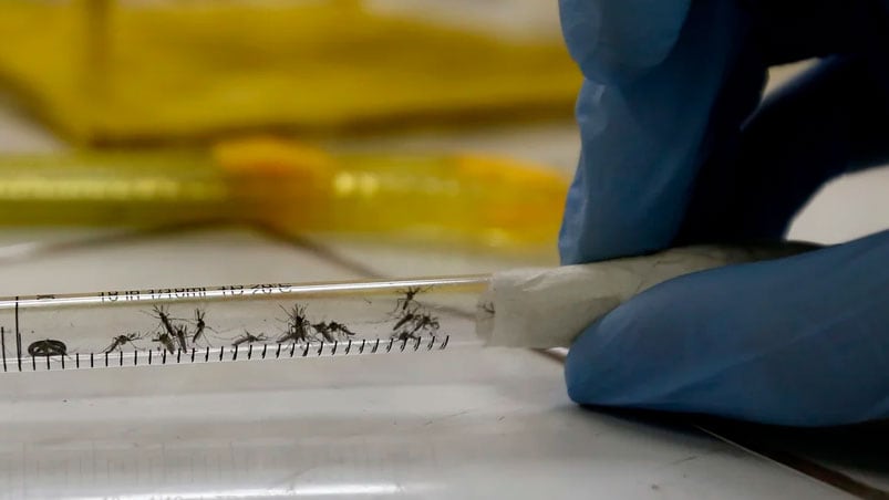 Solicitan extremar las medidas de prevención para evitar contraer dengue, chikungunya o zika.