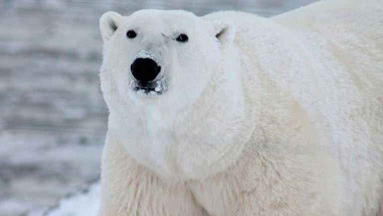 Solo quedan 1000 ejemplares de osos polares en el Polo Norte.