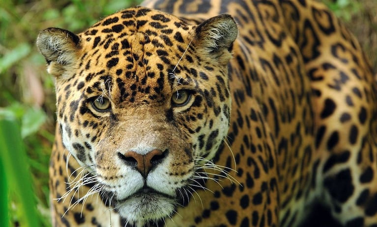 Solo quedan alrededor de 250 ejemplares. en Argentina.