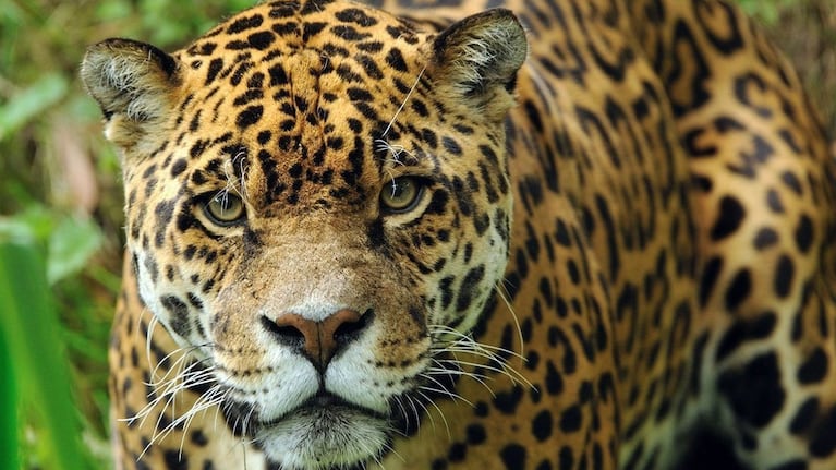Solo quedan alrededor de 250 ejemplares. en Argentina.