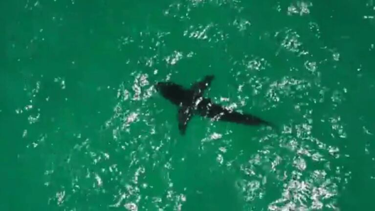 Sombra peligrosa: hacía kitesurf cuando un tiburón la sorprendió