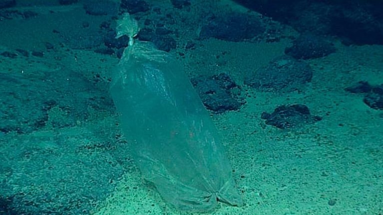 Sorpresa bajo el mar: hallaron una medusa "alienígena"
