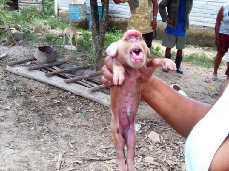 Sorpresa en Cuba: nació un lechoncito con cara de mono