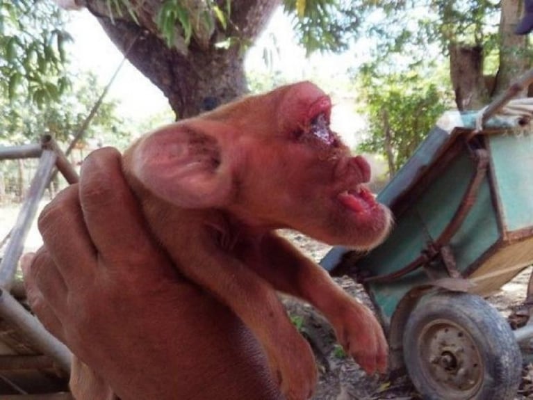 Sorpresa en Cuba: nació un lechoncito con cara de mono