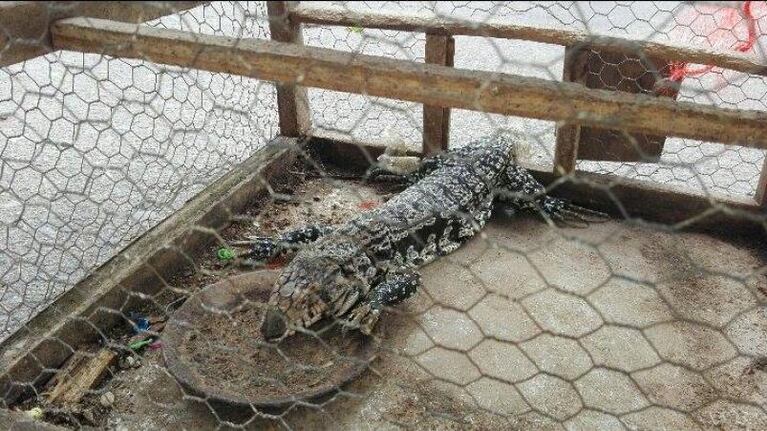 Sorpresa en una plaza: encontraron una iguana