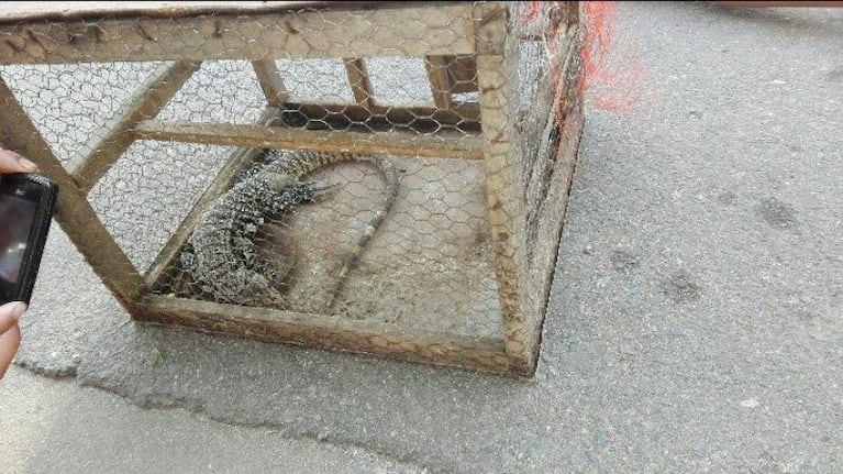 Sorpresa en una plaza: encontraron una iguana