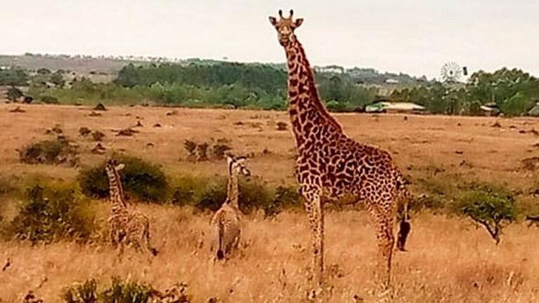 Sorpresa por el nacimiento de jirafas gemelas en Kenia