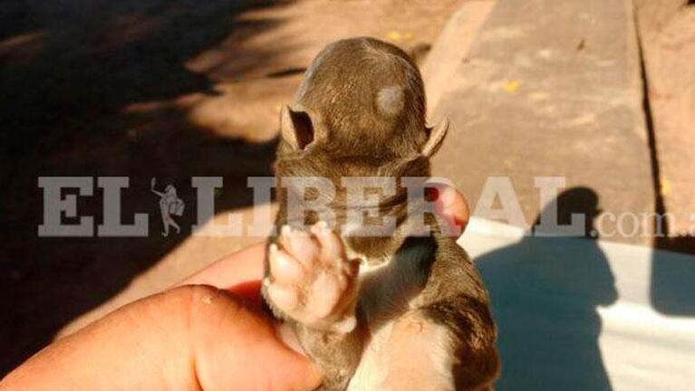 Sorpresa por el nacimiento de un cachorrito sin rostro