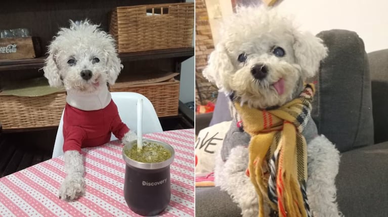 Su dueña contó la triste noticia en las redes.
