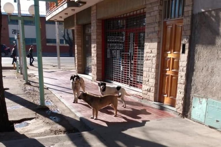 Su dueña murió, pero la perra la espera en la puerta del negocio