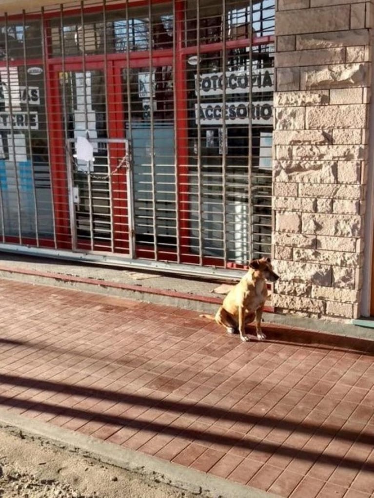 Su dueña murió, pero la perra la espera en la puerta del negocio