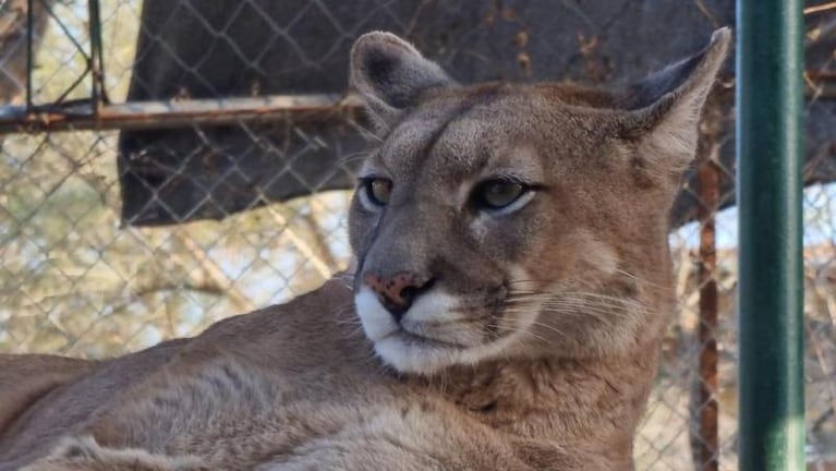 Su papá era cazador y ella creó una reserva en Córdoba para rescatar a los pumas