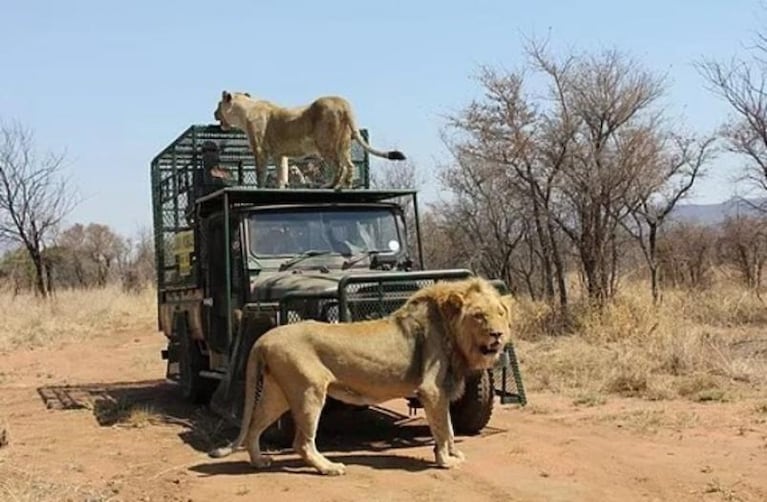 Sudáfrica: lo atacó un león en pleno safari