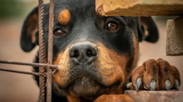 Sufrió el ataque del rottweiler de su vecina cuando le estaba dando de comer. (Foto: Ilustrativa Pexels)
