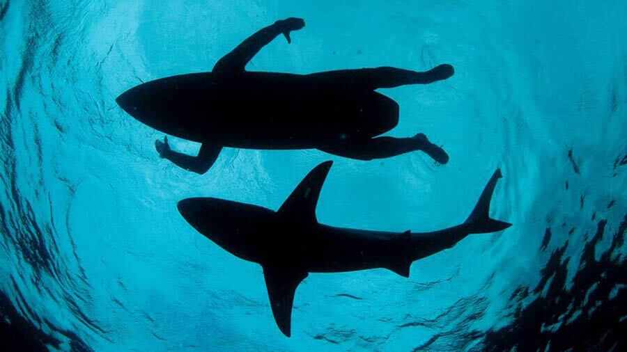 Surf entre tiburones en Aliwal Shoal, Sudáfrica.