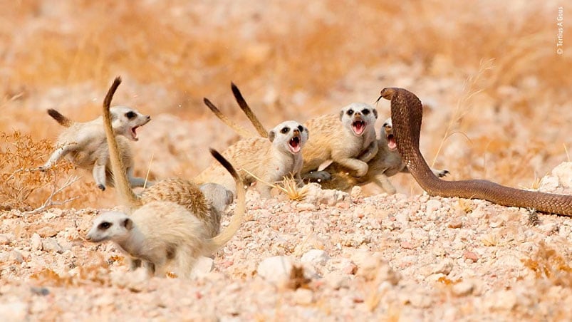 Suricatas defienden a dos crías atacadas por una cobra.