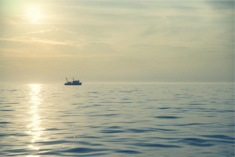 Susto a bordo: un tiburón se subió a un barco