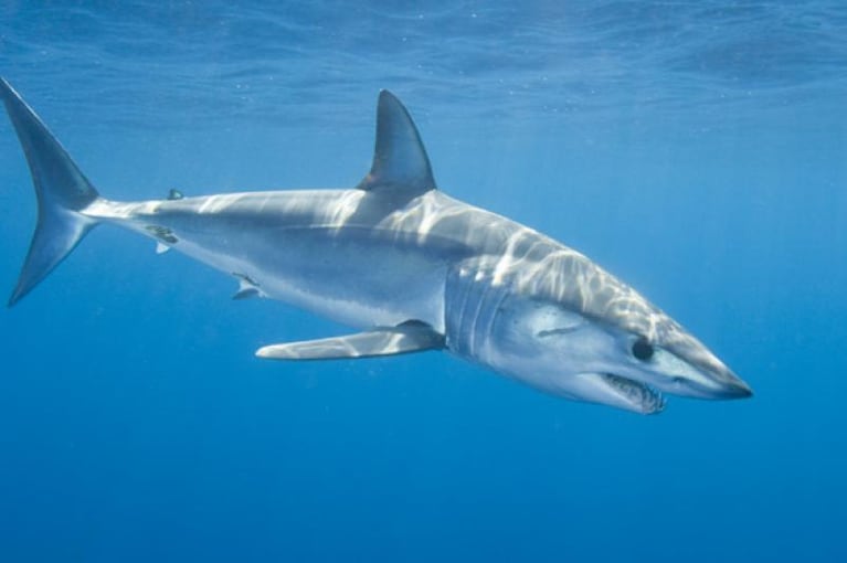 Susto a bordo: un tiburón se subió a un barco