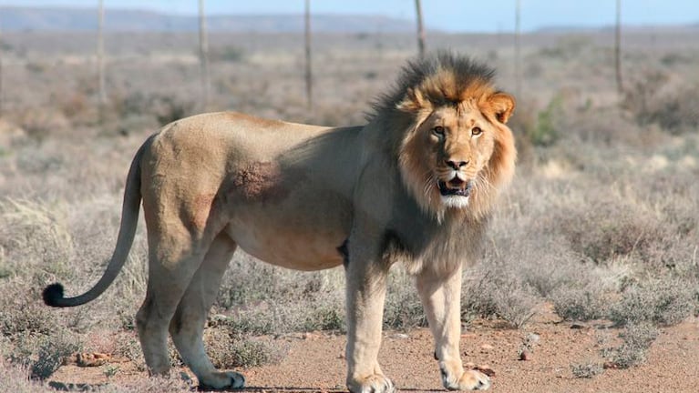 Sylvester o "Spook", el león que se escapó dos veces del Parque Nacional sudafricano y será sacrificado.