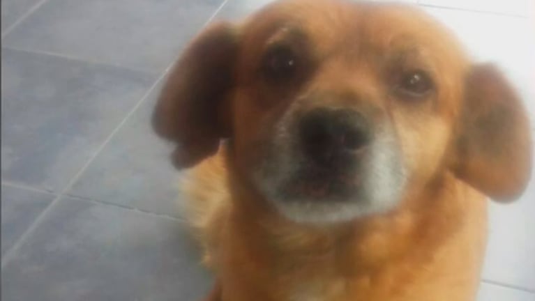 Tato, el perrito que sufrió el ataque en Las Albahacas