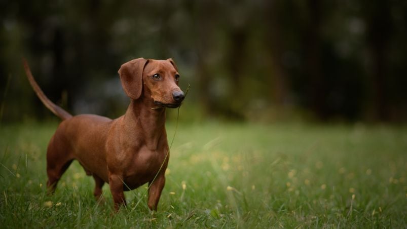 tenencia-perro-salchicha