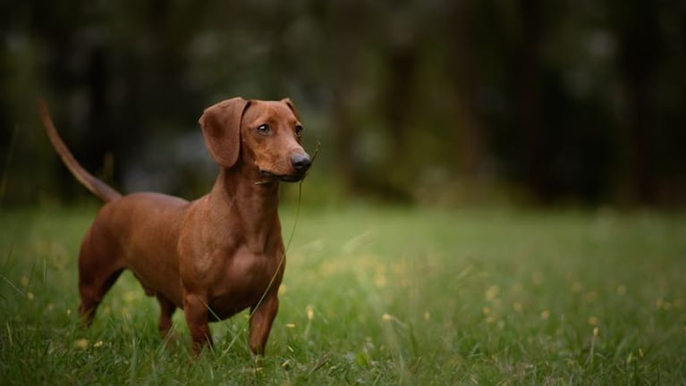 tenencia-perro-salchicha