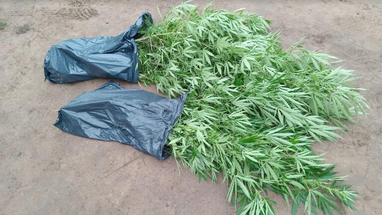 Tenían 12 plantas de marihuana, cogollos y bolsas con marihuana picada.