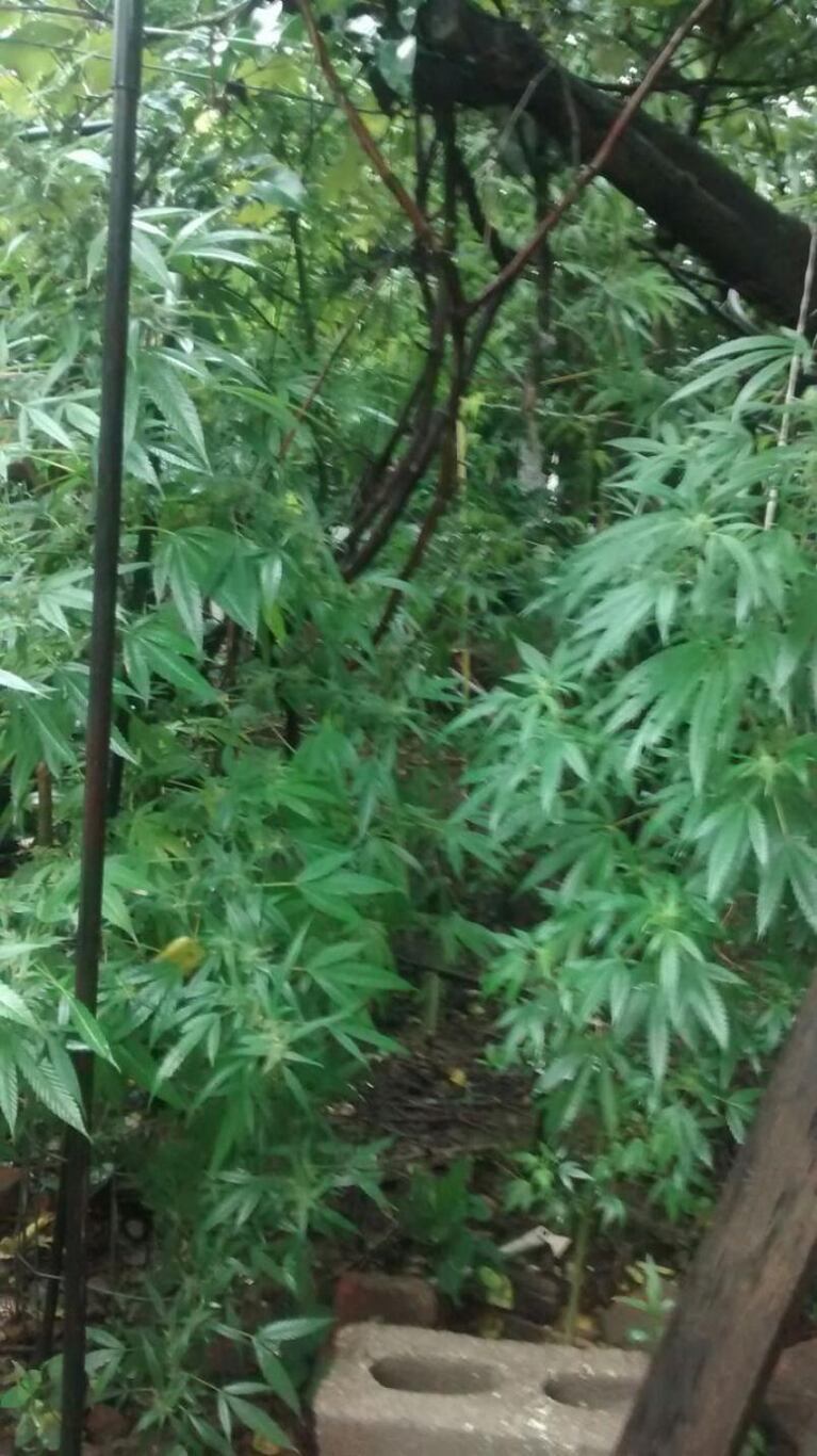 Tenían 526 plantas de marihuana en una quinta de Villa Esquiú