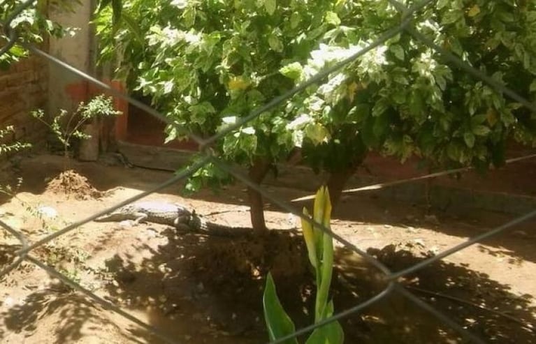 Tenían un yacaré en el jardín de una casa