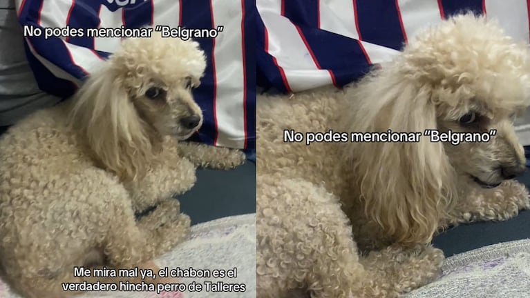 Teo, el perro viral de Talleres.