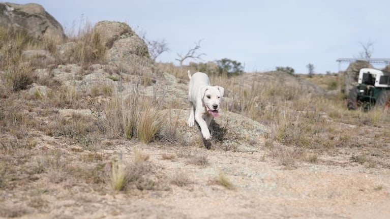 Territorio dogo: el criadero más grande de la Argentina está en las Sierras de Córdoba