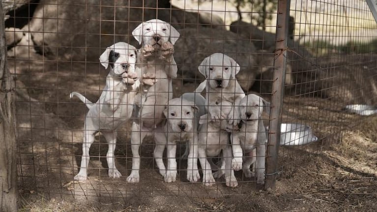 Territorio dogo: el criadero más grande de la Argentina está en las Sierras de Córdoba