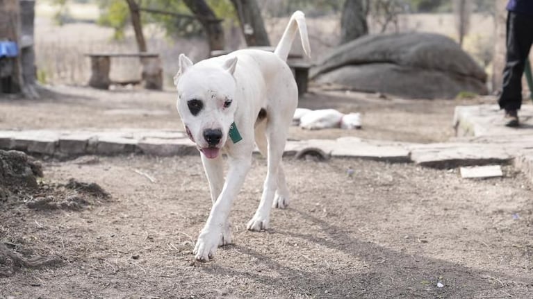 Territorio dogo: el criadero más grande de la Argentina está en las Sierras de Córdoba